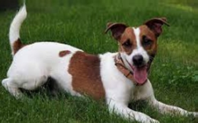 Jack Russell Terrier